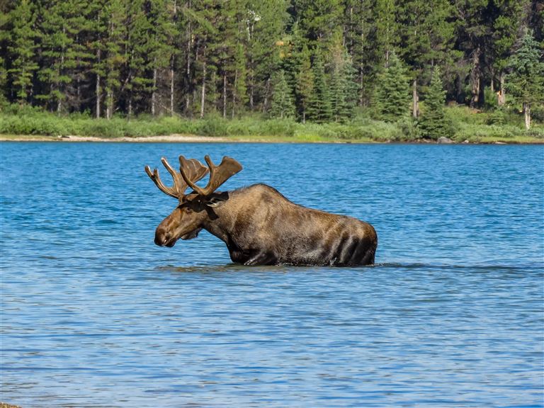 Auf den Spuren der Elche @Hector/adobestock
